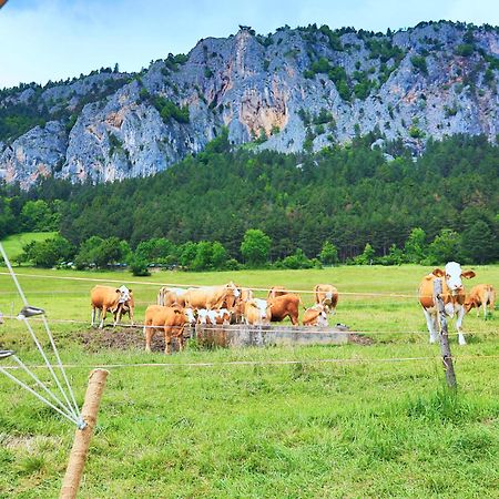 Hotel Glamping Hohe Wand - Zelt Mit Sternenfenster Und Whirlpool Maiersdorf Exterior foto